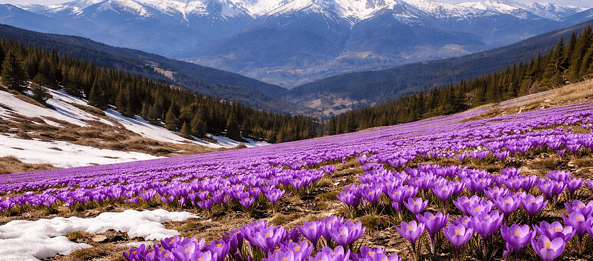 Цветочные туры